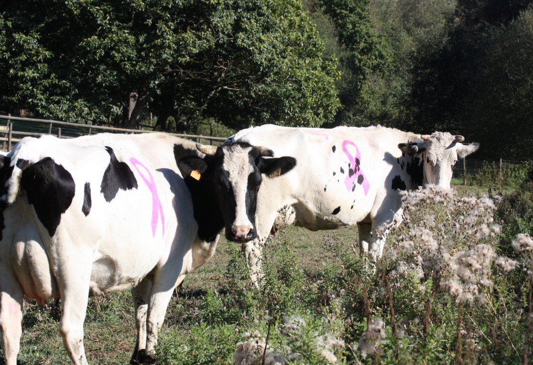 Vacas Contra el Cáncer